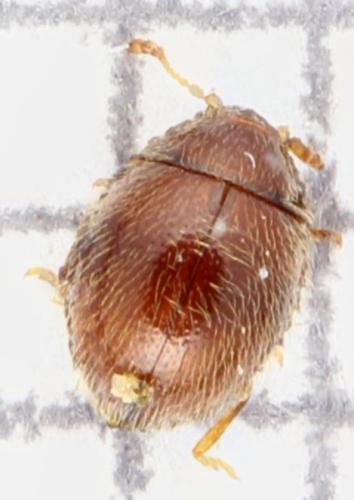 Sphaerosoma sp.